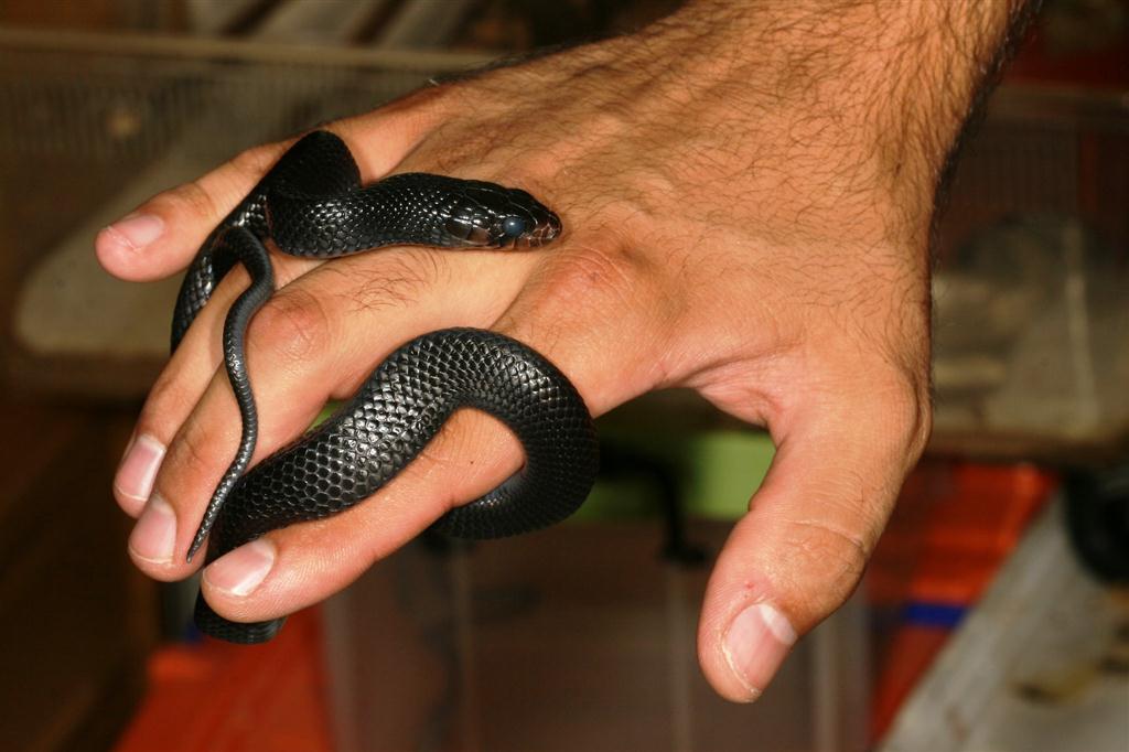 IMG_7598 (Large).JPG