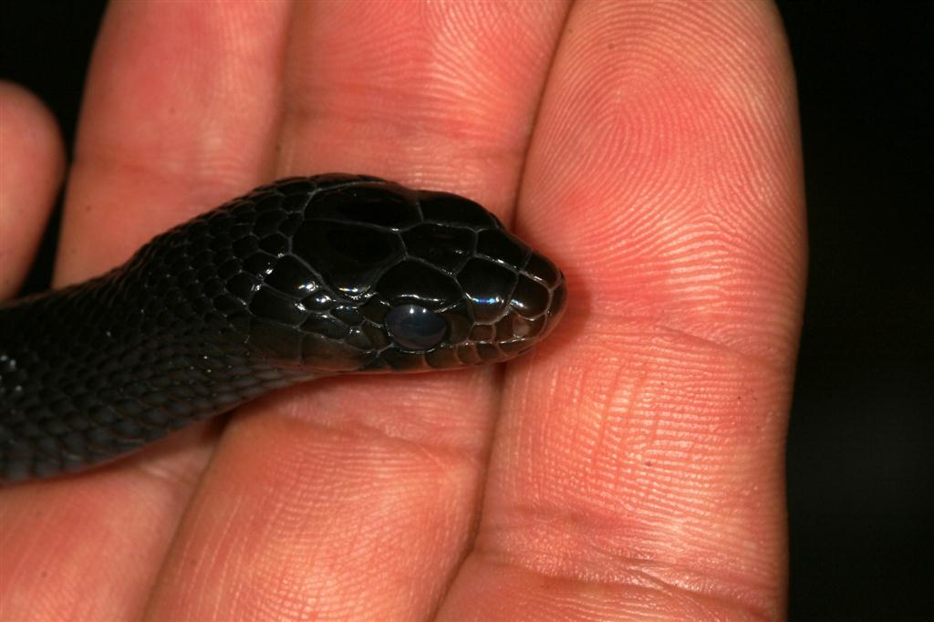 IMG_7601 (Large).JPG