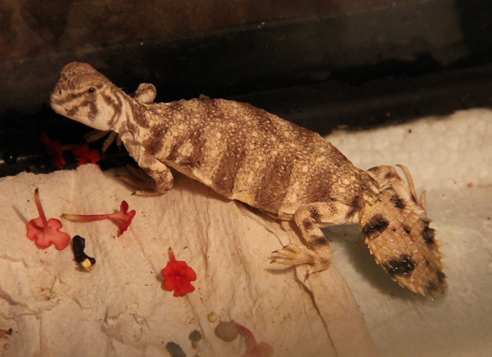 IMG_9383 - copia.JPG