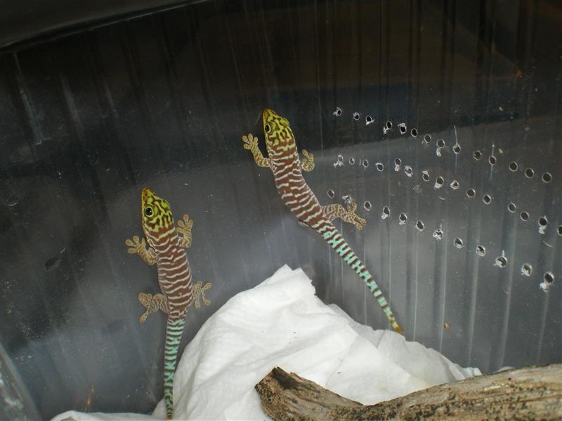 IMGP4222 (Medium).JPG