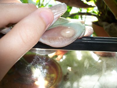 Inflamacion en muslo de mi litoria