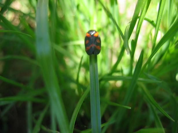 insectos 001 redu.JPG