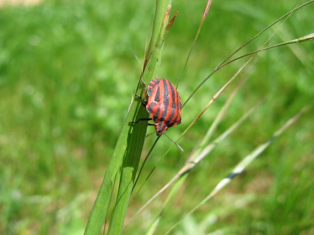 insectos 004 redu.JPG