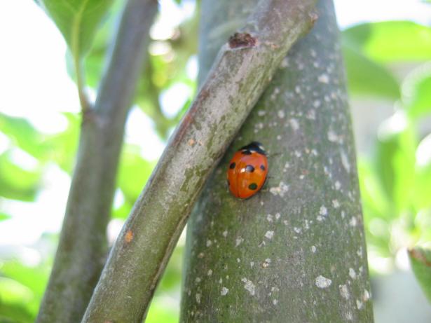 insectos 005 redu.JPG