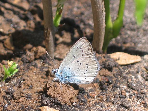 insectos 008 redu.JPG