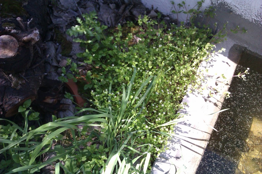 Instalación exterior Notophthalmus viridescens