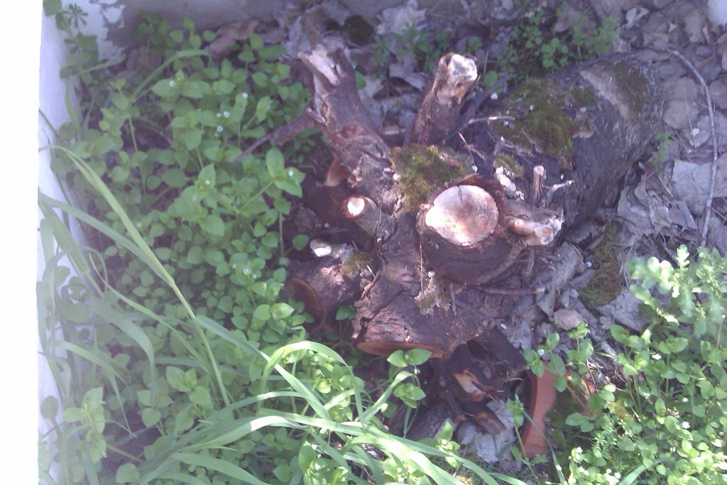 Instalación exterior Notophthalmus viridescens