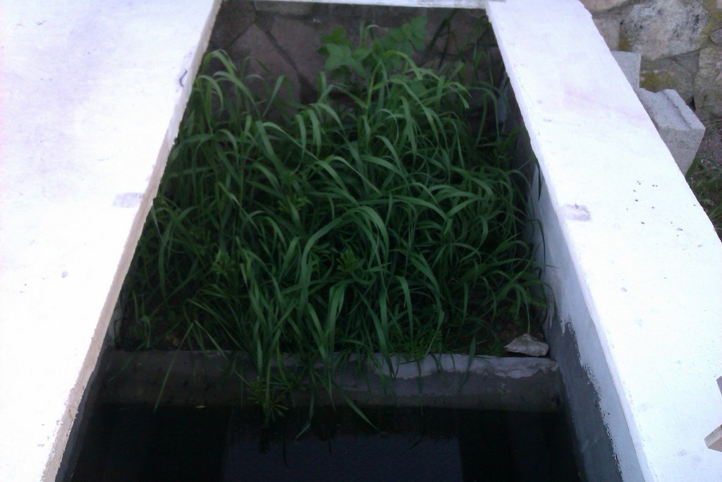 Instalación exterior Ommatotriton ophryticus