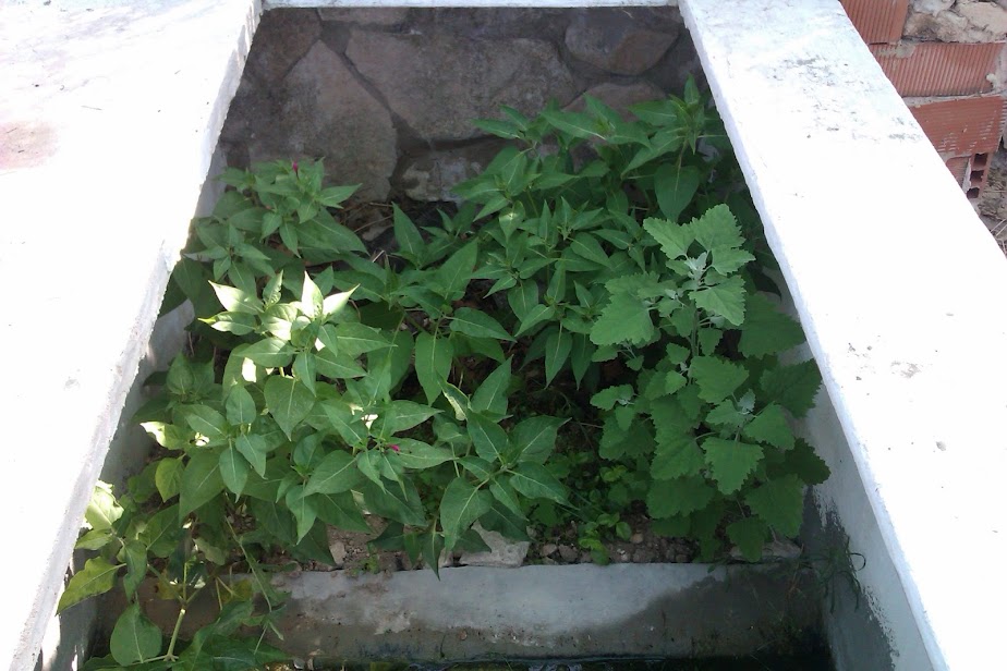 Instalación exterior para Ommatotriton