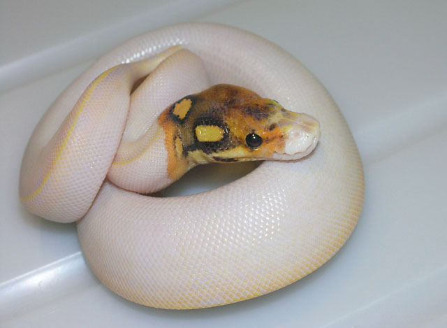 Ivory fire paradox.jpg