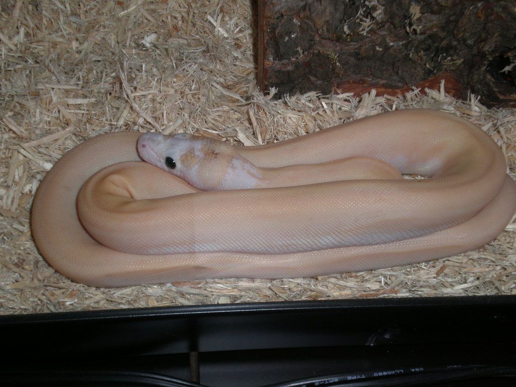 Ivory retic1.jpg