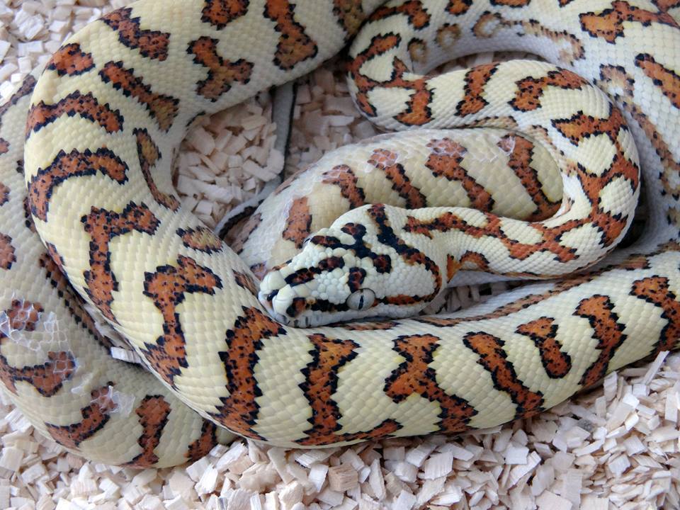 Jaguar chondro (Morelia spilota x Morelia viridis)