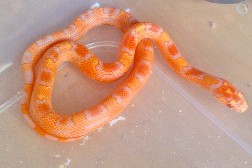 Jaguar king albina 2