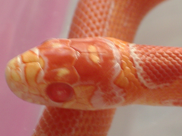 Jaguar king albina detalle