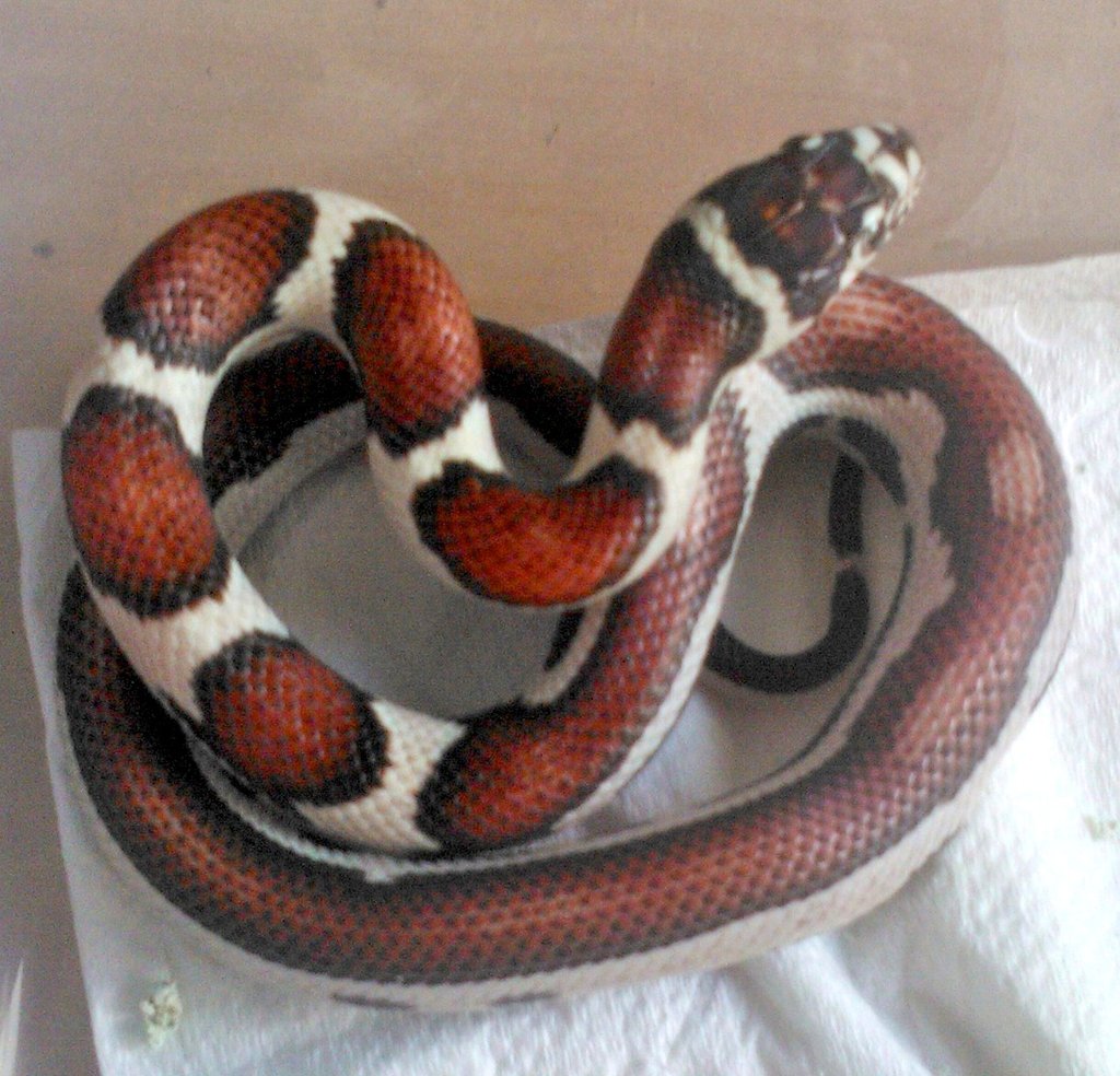 Jaguar king semi-striped 1