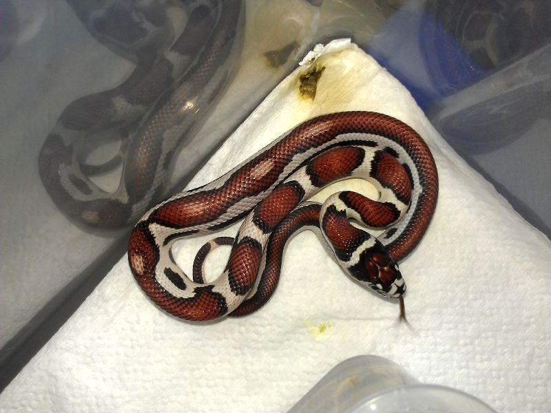 Jaguar KIng semi striped 2