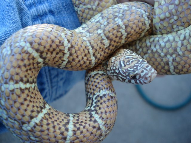jelly brooksi adult female