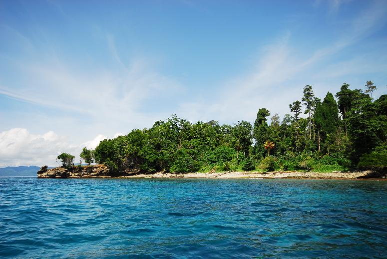 jobiensis doreanus area.jpg