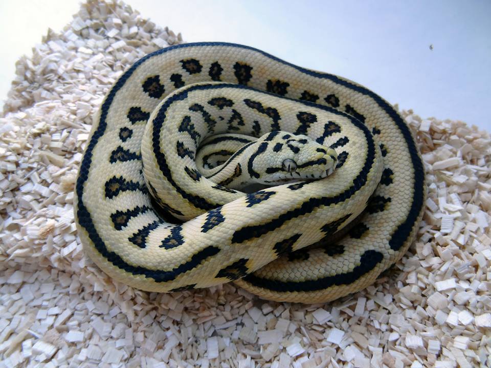 Juagua Chondro (Morelia viridis x Morelia spilota)