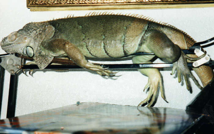 Juana durmiendo flexo.jpg