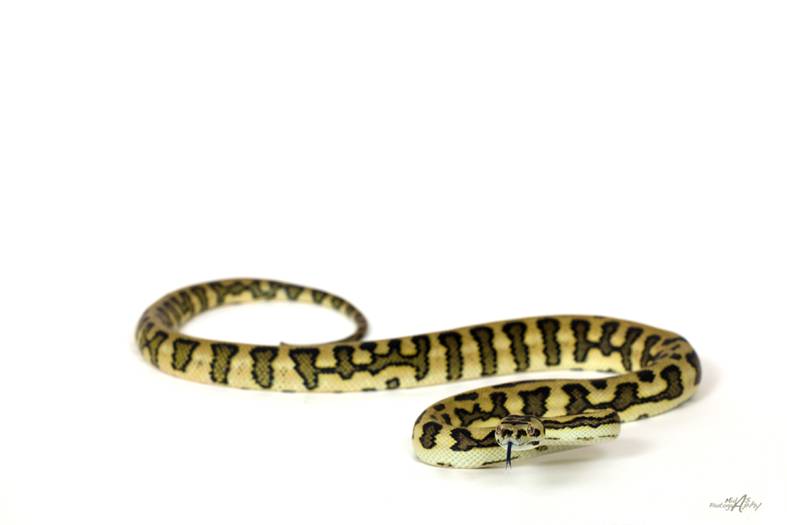 jungel jaguar 75% macho.jpg