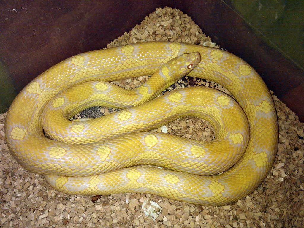 Jungle corn Pantherophis guttatus guttatus x Lampropeltis getula californiae motley albino
