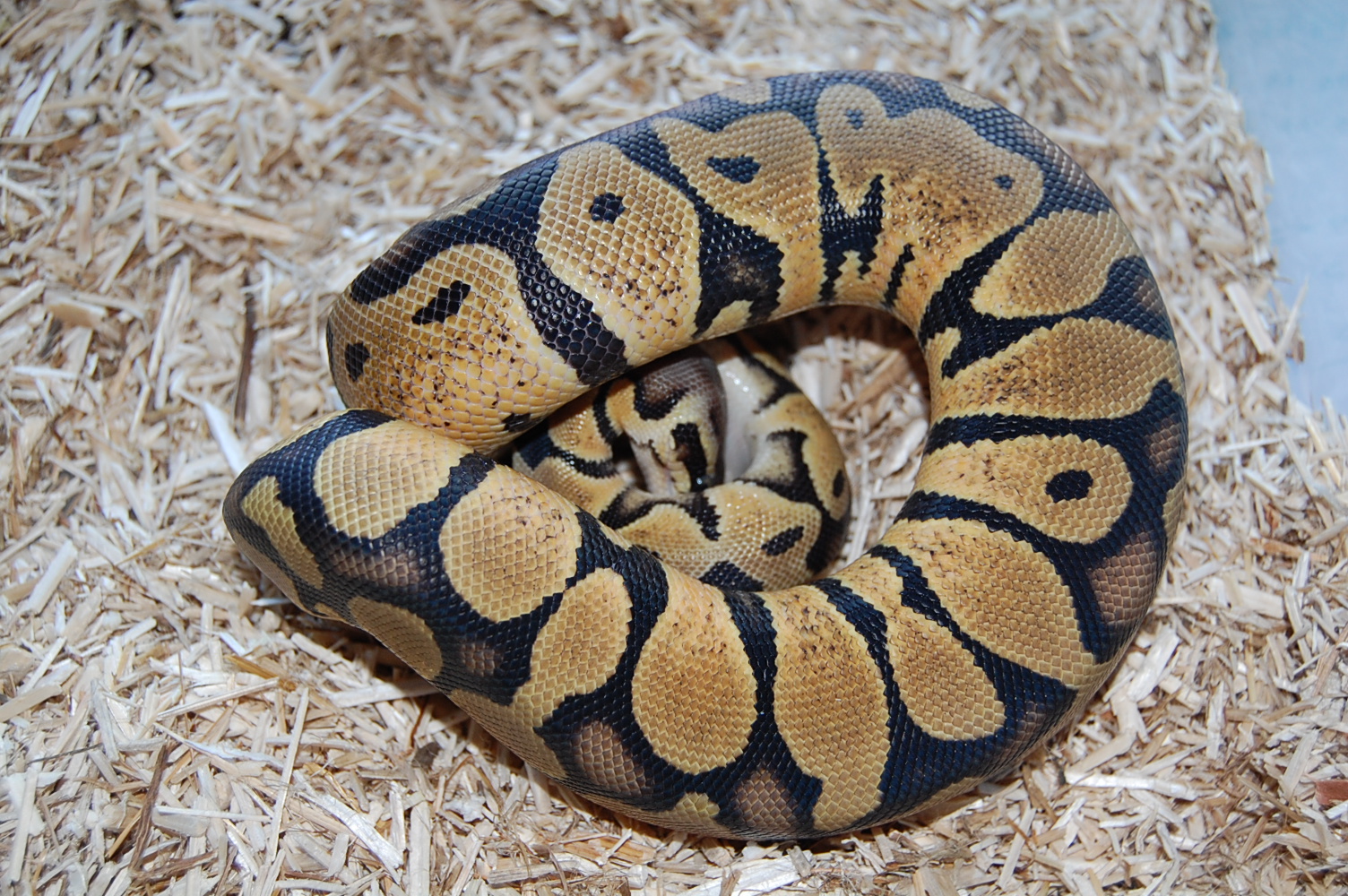 jungle pastel hembra 09.JPG