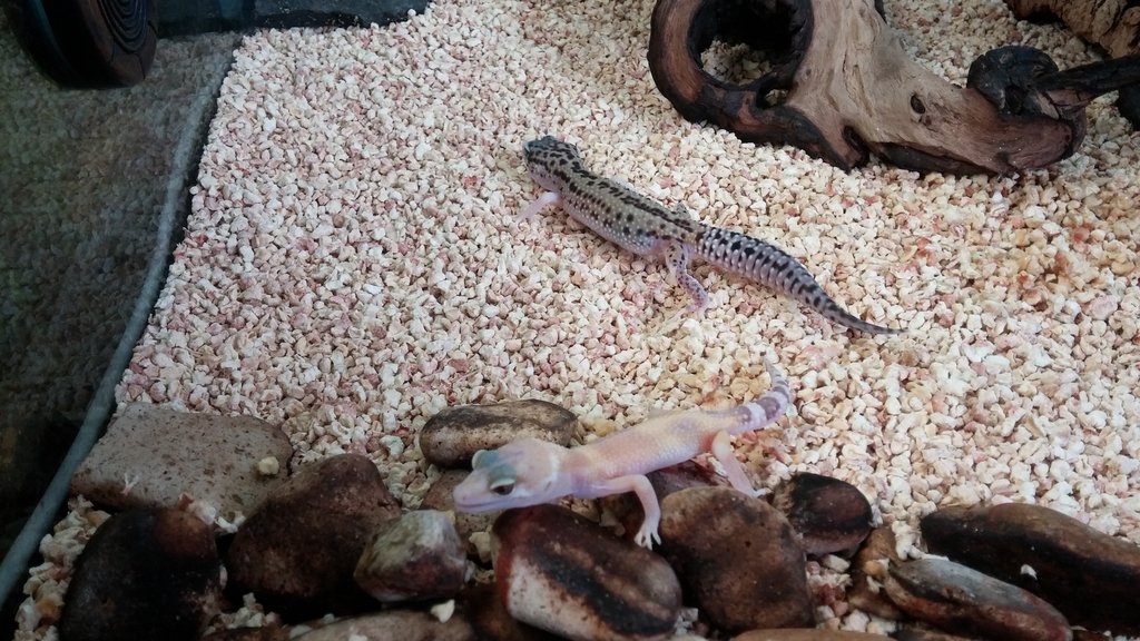 Jungle Raptor Glow y Bee poss Black hole