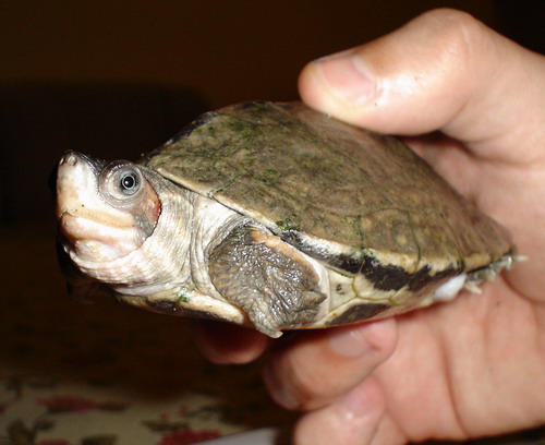 kachuga smithi,otra.jpg