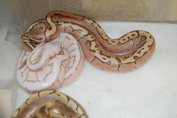 kingpin macho 5-8-12.jpg