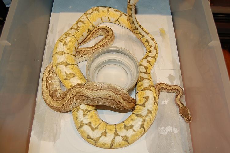 kingpin x killer bee.jpg