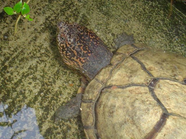 Kinosternon scorpioides - Darwin.jpg