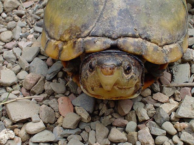 Kinosternon scorpioides - Einstein.jpg