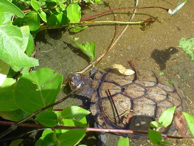 Kinosternon scorpioides - Nash.jpg