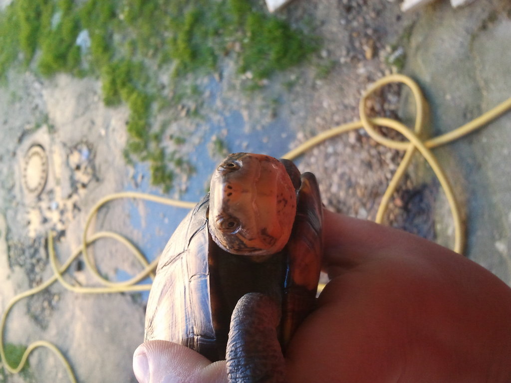 kinosternon scorpioides