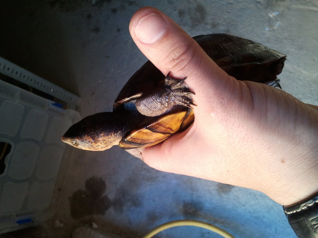 Kinosternon skorpioides