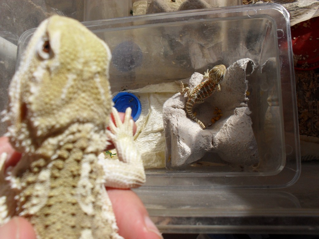 kleine Henrys auf der Terrase 004 (1024x768).jpg