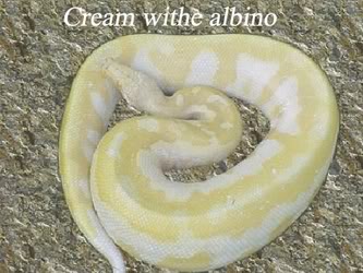 krazyblood14albino.jpg