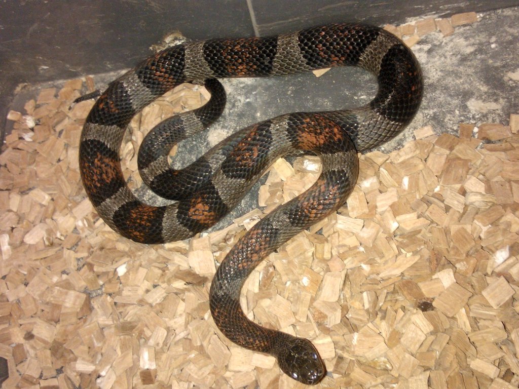 L.alterna blair melanistica