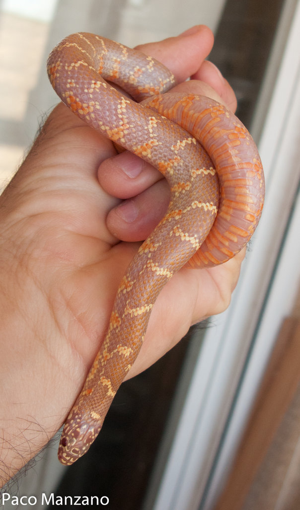 L. g. brooksi lavender, P. Manzano