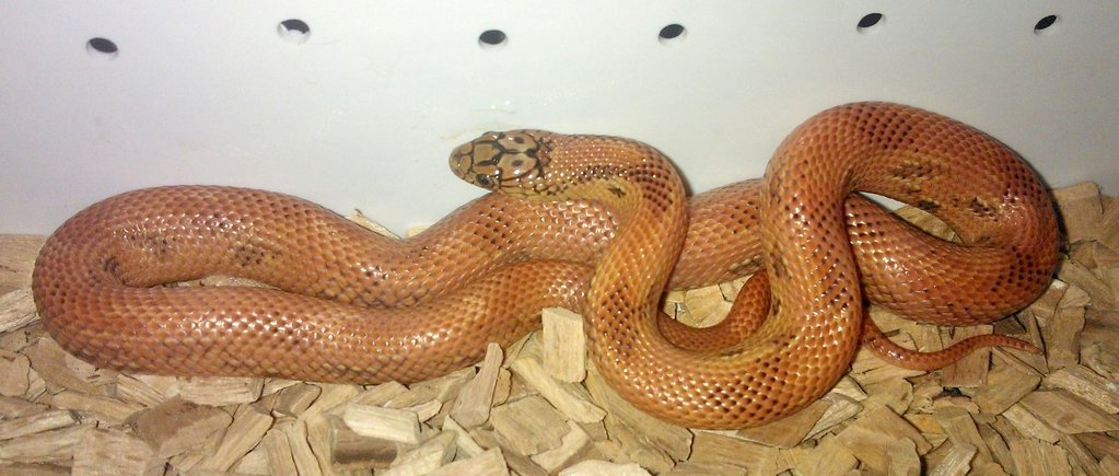 L.g.brooksi x L.g.goini orange