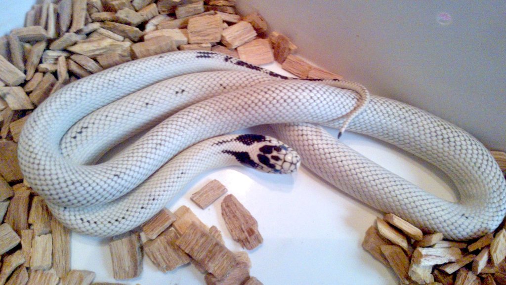 L.g. californiae High white