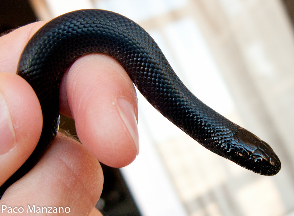 L. g. nigritus. P. Manzano