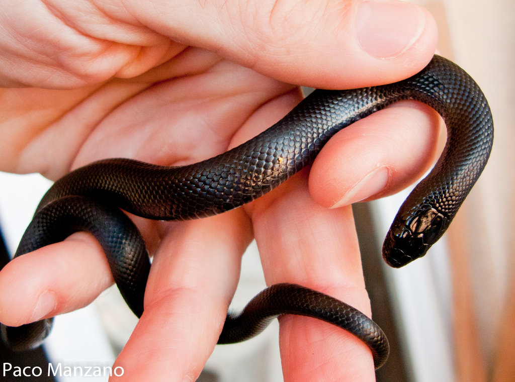 L. g. nigritus. P. Manzano