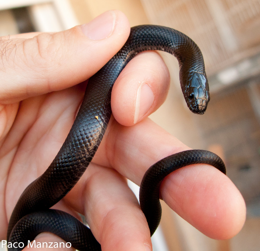 L. g. nigritus. P. Manzano