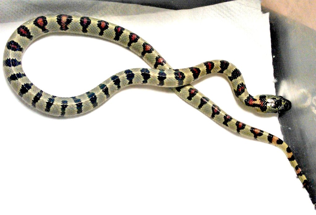 L.m.greeri light hembra