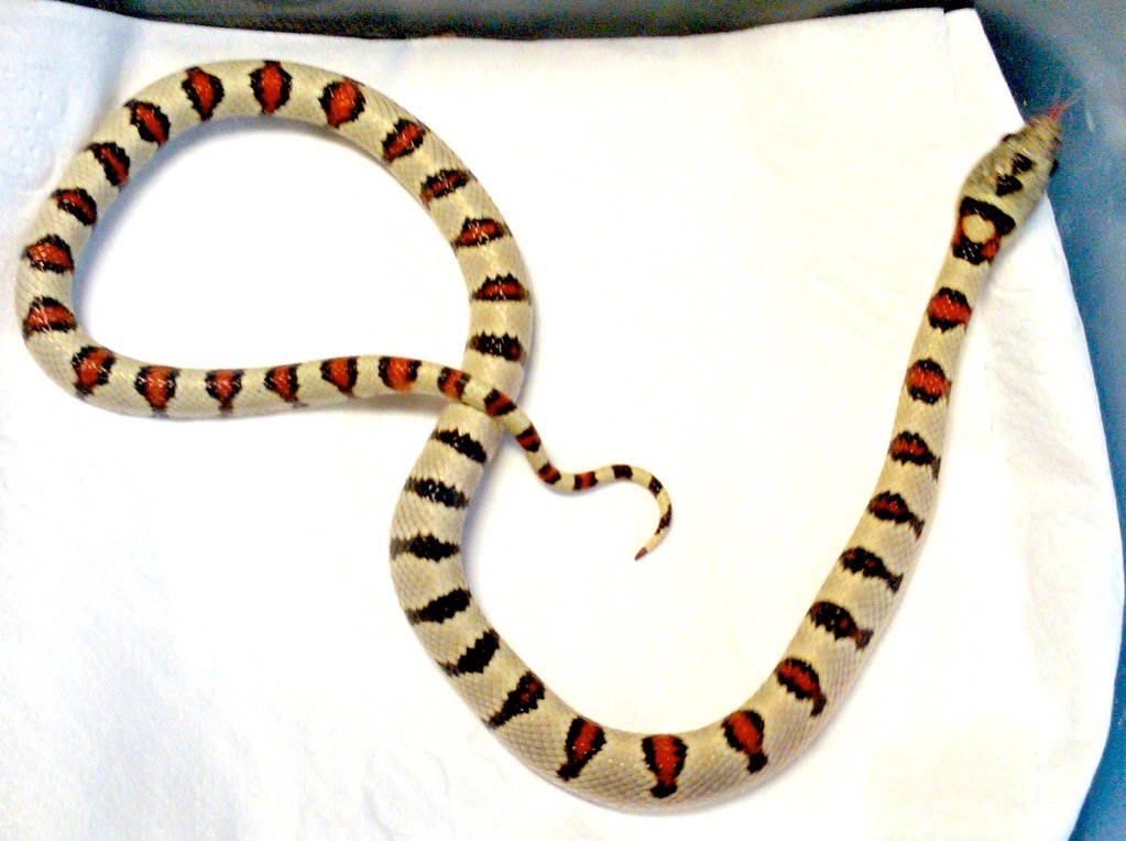 L.m.greeri light macho