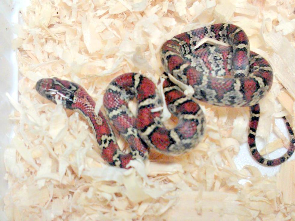 L.m.mexicana granite macho