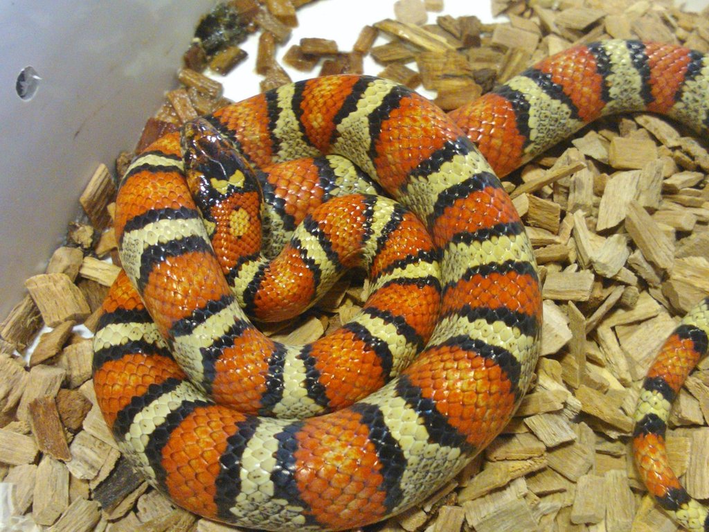 L.m.thayeri milksnake