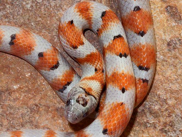 L.mexicana greeri hipo